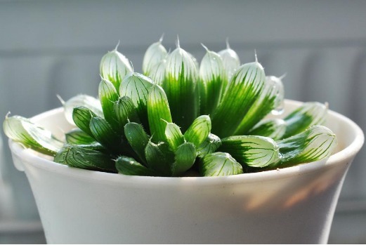 懒人阳台养多肉，就选这几款，叶子肥美还治愈，比露养的还惊艳