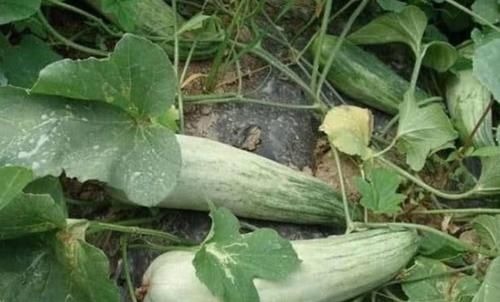 张医师|人到中年想长寿,不妨多吃三种食物,排毒养颜,美白护肤!