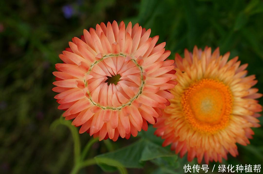 麦秆菊:美容养颜效果好,是自然界恩赐的天然“工艺品”