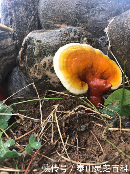 泰山赤灵芝的生长周期是多长_【快资讯】