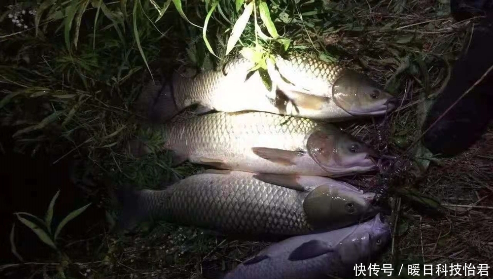 鱼竿|夏季夜钓安全第一,出门之前做好这5件事,准备充分轻松钓大鱼!