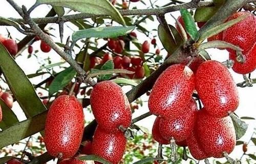 有种长在树上的“圣女果”更好吃,治咳嗽、防哮喘,胜过止咳药