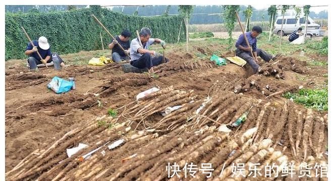 麻山药|山药大量上市,关于山药的小秘密,你应该知道,请告诉身边的朋友