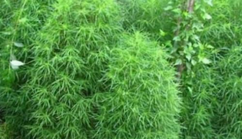 老人|农村田地常见的3种野菜,都是天然中药,美味又营养,适合老人吃