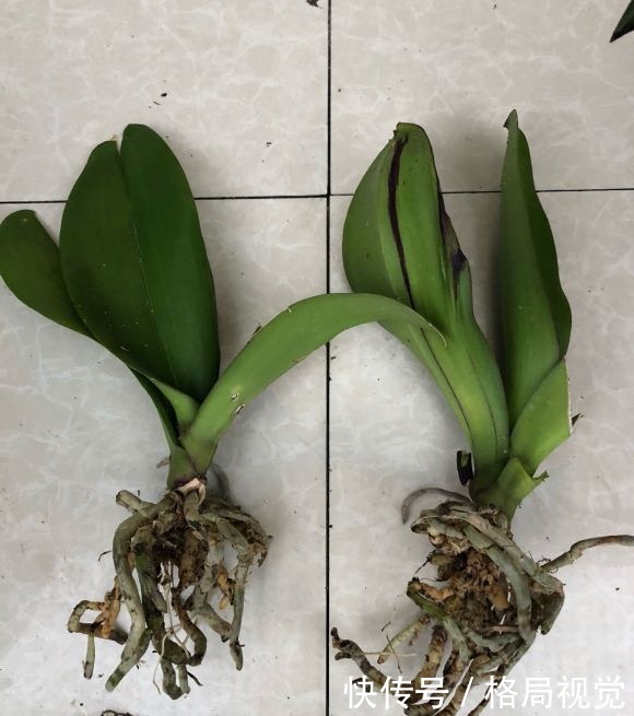 朋友花了30块，买了10盆蝴蝶兰，回家开了一个周，全部成杂草