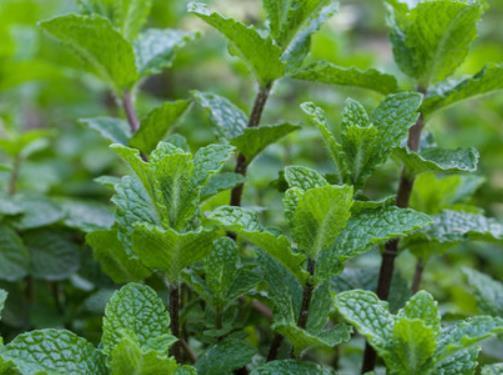 香味|这4种蚊虫最“讨厌”的绿植,家里摆几盆,保证蚊虫不敢来骚扰