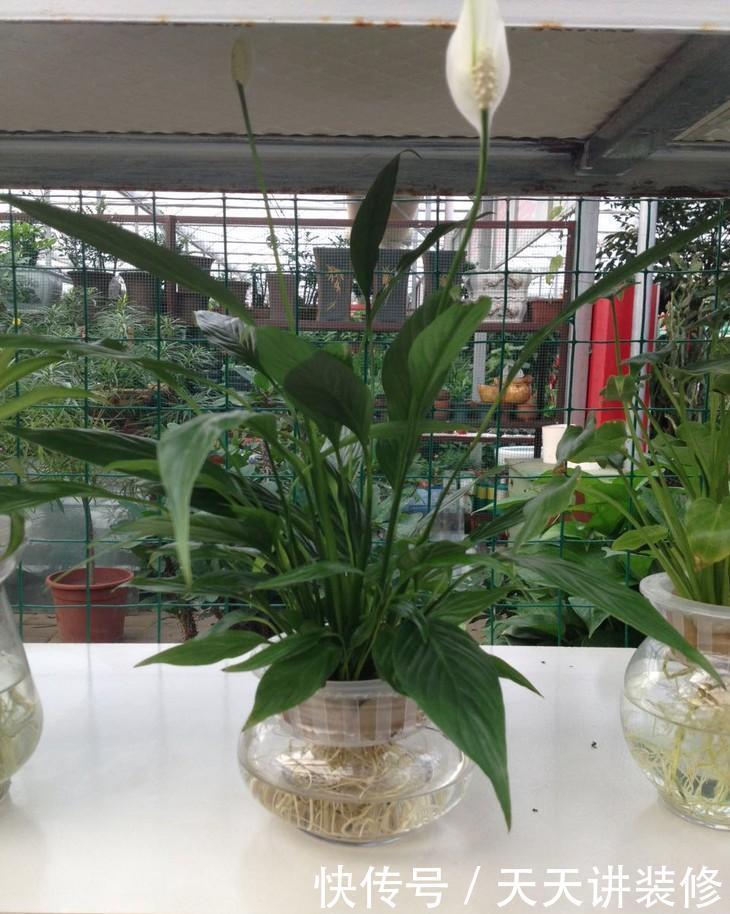 没有土壤就换成水培,干净好养长得快,试试这3种花