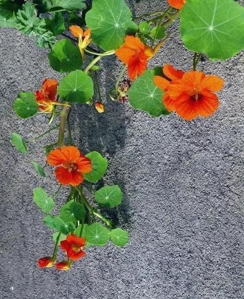 晾衣杆上养花,不占地又好看,养这几种砰砰开花