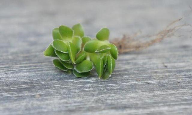 早知道多肉“叶插”是这样,我也不至于都养死,花了太多冤枉钱