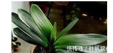 植物|君子兰养了3年都不开花浇水时候兑点“它”，年年开花爆盆