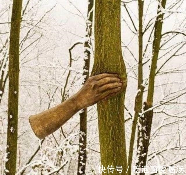  紧紧抓住|49年紧紧抓住树干从未松手，成为世界奇观，网友称：还能这么玩？