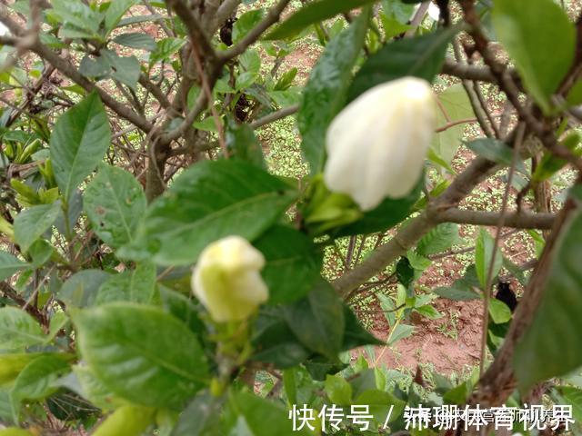 泡脚|农村枙子花你知道有啥妙用吗，煮水泡脚厉害啦，看完告诉朋友