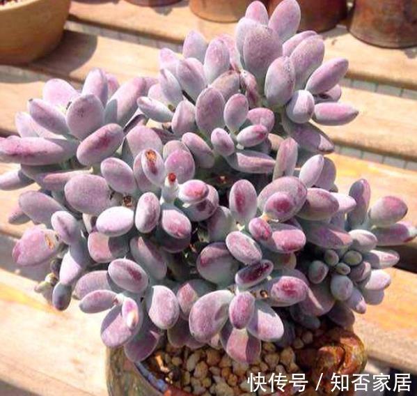 推荐款容易爆头的多肉,皮实好养长得快,一次养10盆不嫌多