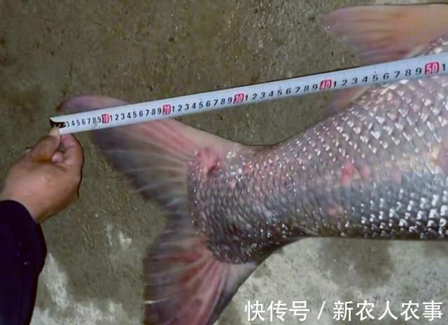 长达1.7米！湖北一男子河里野钓，收获巨型鳡鱼，网友：不能放生