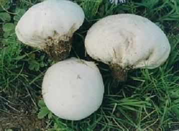 地方|见过这种野生“大白馒头”吗吃起来如豆腐,老了如同“烟雾弹”