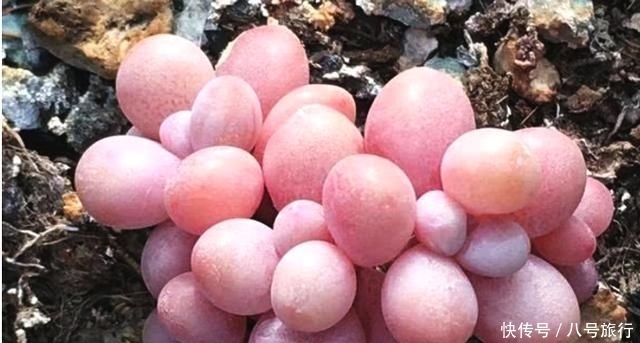 浇水|多肉徒长有妙招,既得新多肉,又得老桩!