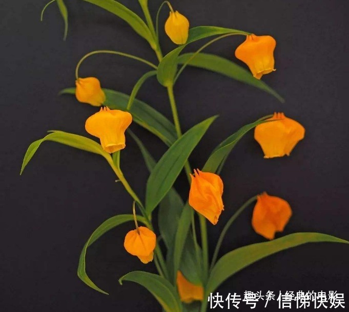 百合|此花花姿别致，开花时犹如一串串灯笼挂满花枝，十分惹人喜爱