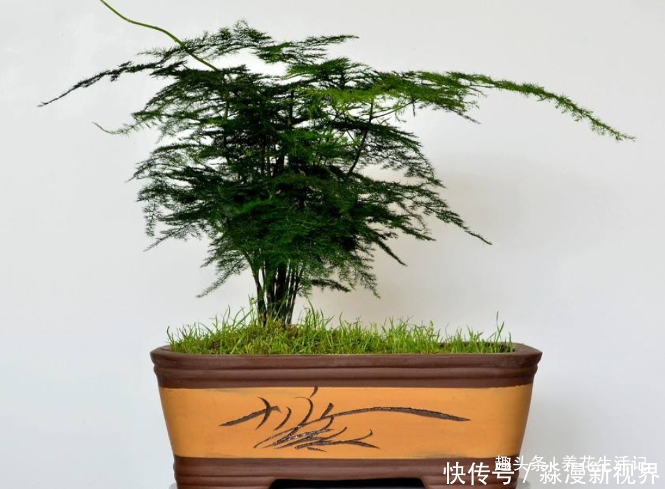 绿油油|文竹枝叶枯黄,改善“3个”关键处,新芽萌发绿油油!