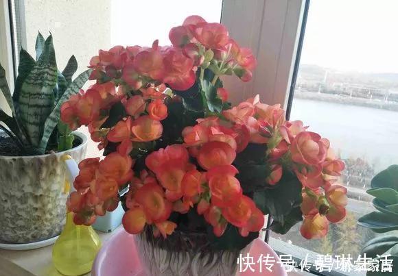发财树|6种花天热会休眠，千万要少浇水，不然3天只剩盆