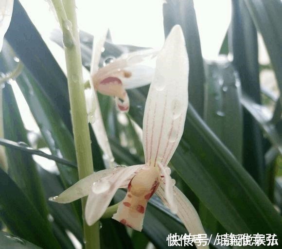 花花|兰花不开花,反而焦叶,几个办法瞬间绿油油