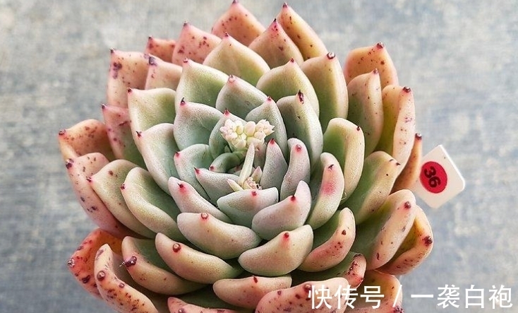 多肉拉霍亚——带爪的东云,堪称爪系基因与东云系基因的完美结合