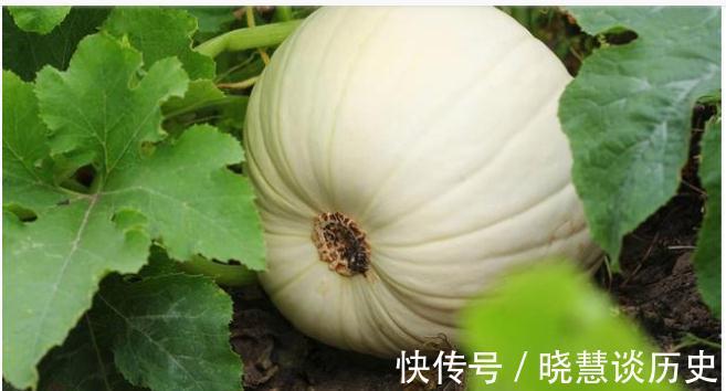 减肥期间|脂肪“讨厌”的食物已揭晓,减肥的人敞开吃,或能慢慢变成瘦美人