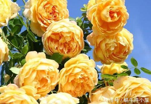 庆典|4种浓香型月季,好养好看又抗病,养一株清香四溢,我就养了6棵