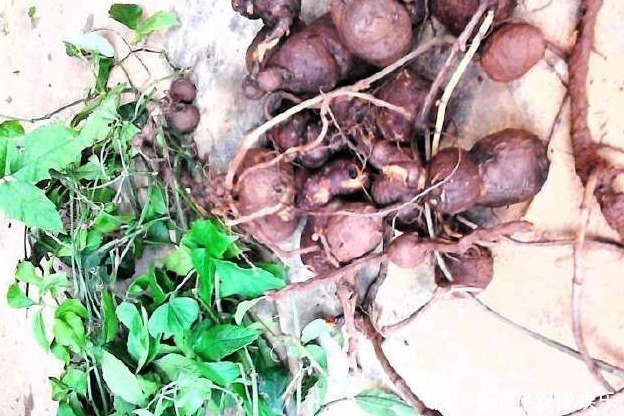 野草|农村的这种野草被叫做“药王”！一块钱只能买到一克，你见过吗