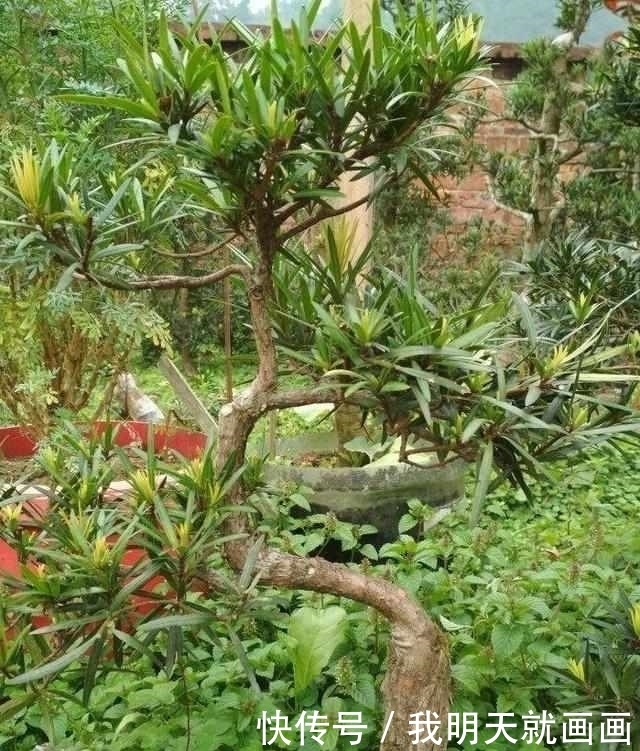 罗汉松树苗|大爷把罗汉松盆景弯一弯，价格翻几番！