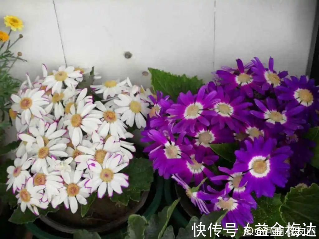 水仙花|6种花是一次性，开完可以扔了，别再浪费时间