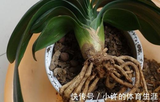 君子兰浇水有讲究,掌握好了再也不烂根