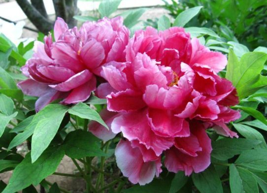 春季养此款花卉,花大服盆快,随便一养成花海,太漂亮了