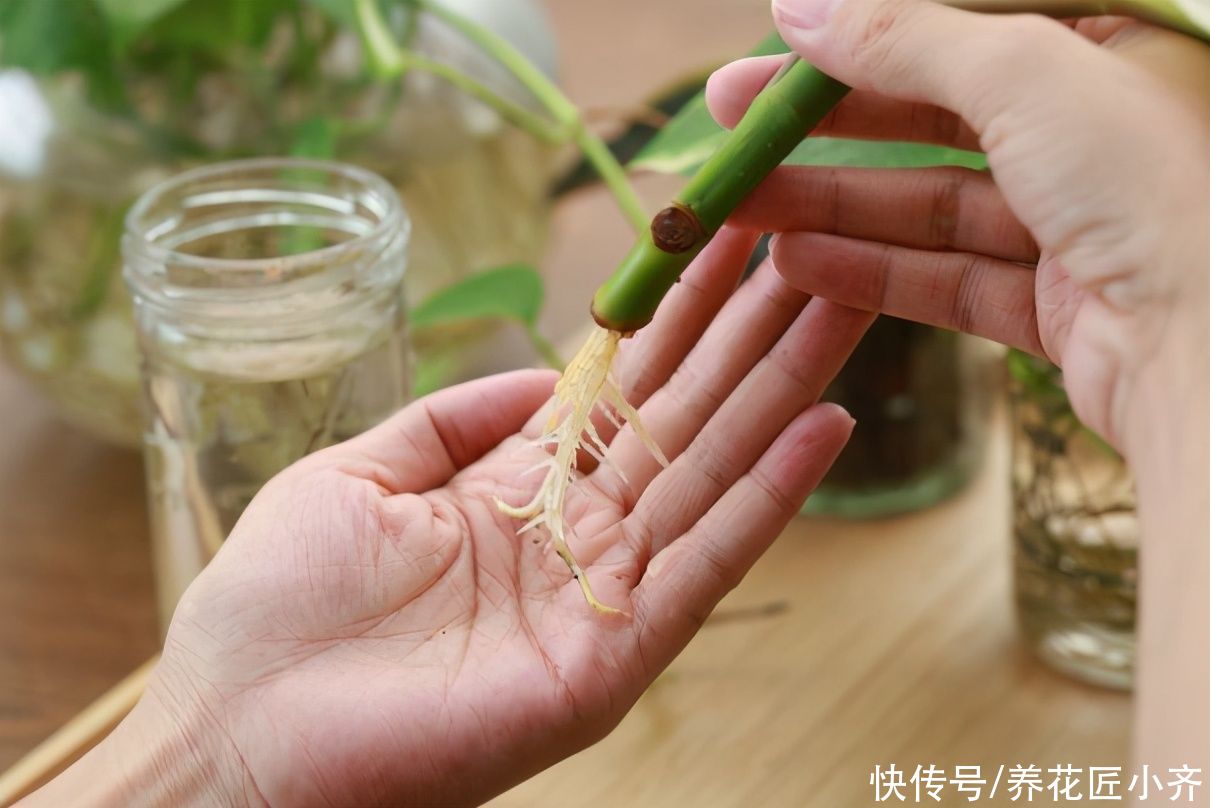 家里养花，土可以不买，但这“三样”一定要准备着，养好全靠它们