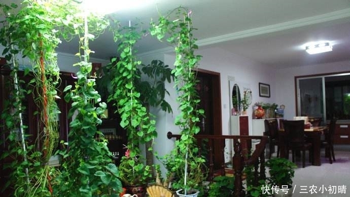 蔬菜中的皇后,比绿萝还美,丢水里一个月窜1米,全家吃了都健康