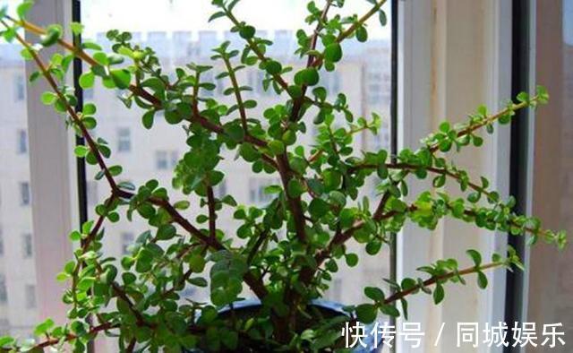 这3种花养成“盆景”价值翻倍,颜值高造型美,谁都试一试