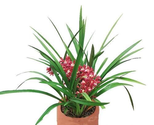 温差|兰花和君子兰不开花、不长叶、不发芽?问题就在三点,试试吧