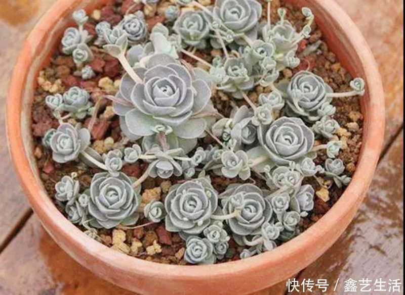 钱串子|适合夏天养的几种多肉,叶片肉嘟嘟能长成“瀑布”