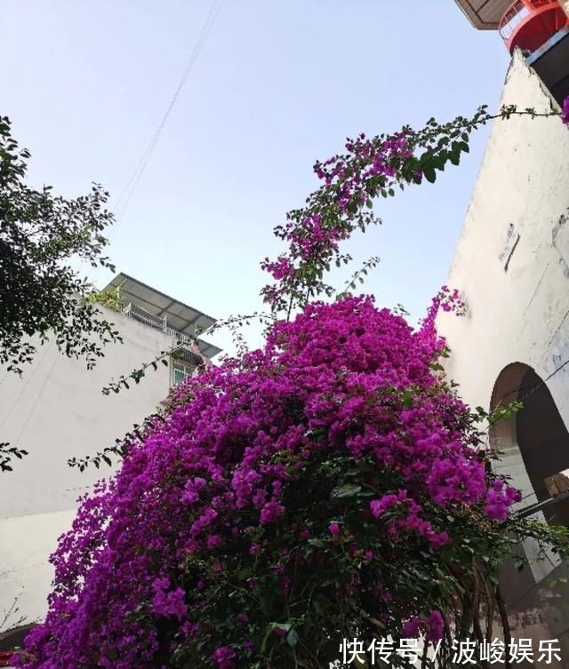 夏天|想要家里四季花开,这20种花,连续能开300天,完全不歇气