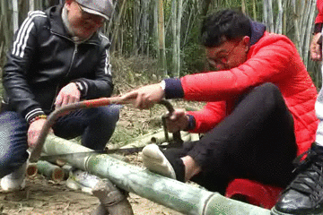 美食｜几位主持人齐齐抬竹子，难道要改行做木工？