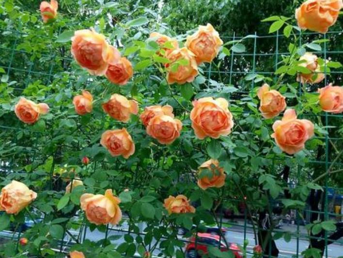 栽种|院子里栽花,选品种是关键,十大藤本月季,美成花海超治愈