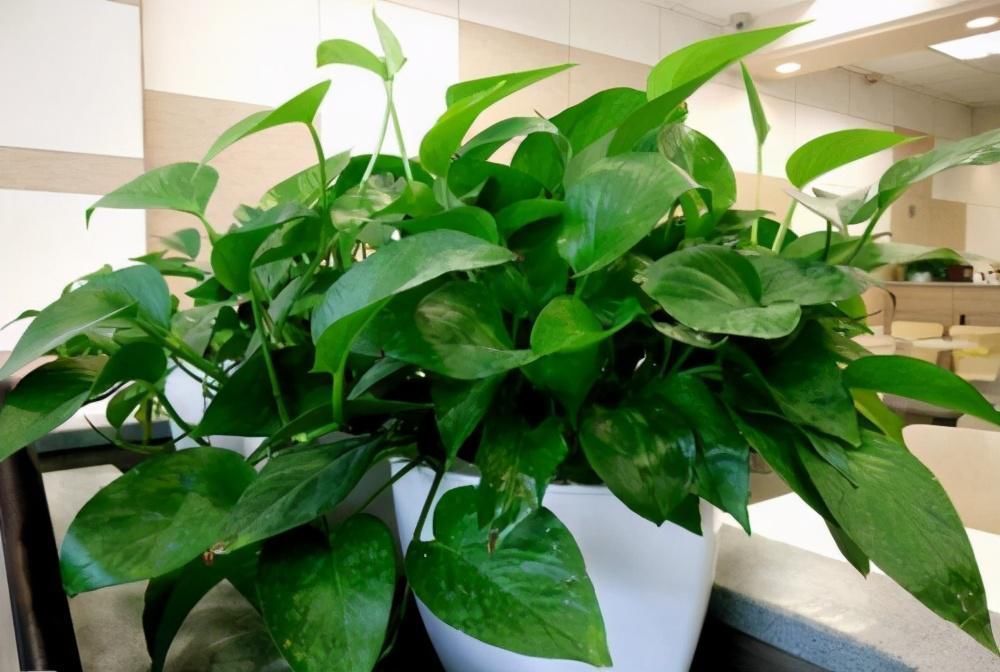 植株|这3种花养一盆就上瘾，枝条贼好扦插，一盆能生好几盆