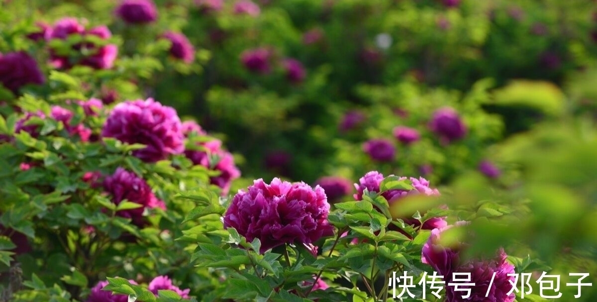 白居易#三首著名的惜花诗,言浅意深,清新明快,余韵悠长,值得一读