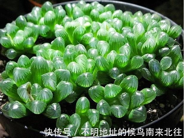 60种多肉图鉴及养护要点，1分钟学会，超全超实用！
