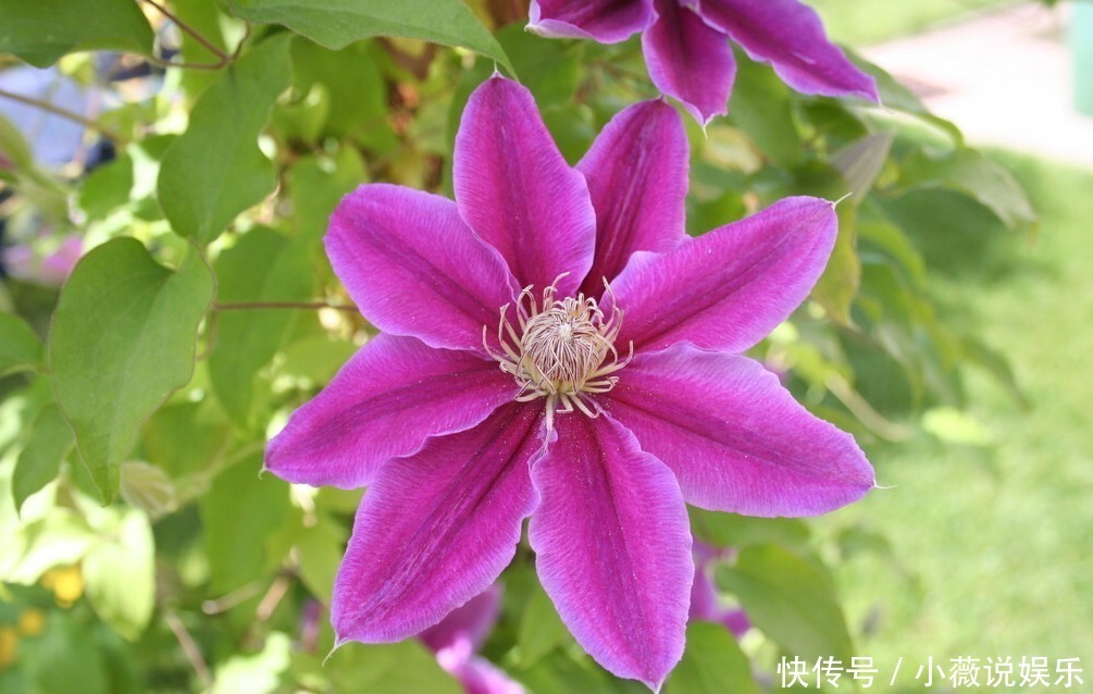 铁线莲|阳台别摆盆盆罐罐了，5种花草养一棵就能开满阳台，很省空间