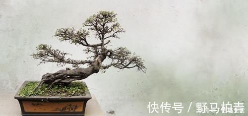 盆景|盆景树木叶片太大,3个控叶技巧,让叶片变小,尽显古朴苍老,不学可惜了