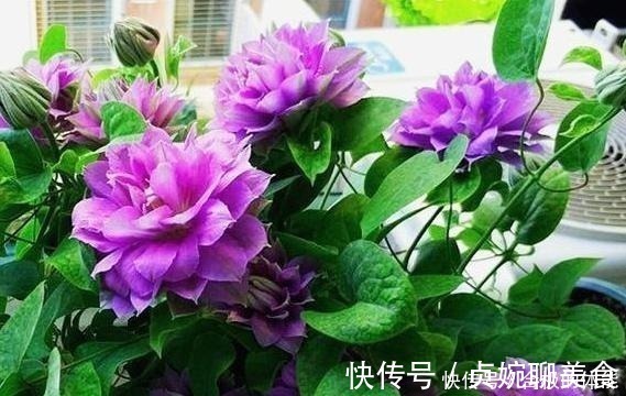 小花|她在小院子里种了一种花,开花独特又漂亮,路人都说“头回见”!