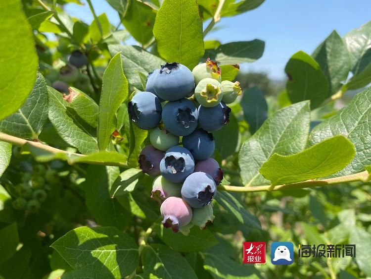 崂山|青岛崂山区蓝莓成熟啦!这个周末一起共赴“蓝莓之约”
