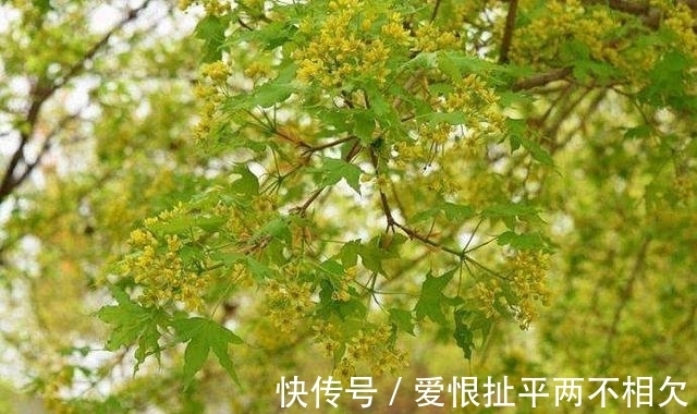 自然界中有些植物的“花序”为什么不尽相同,其中有什么秘密?