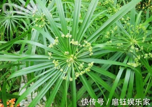 野草|农村常见的一种野草,它是疏肝解郁、调经止痛等的特效药