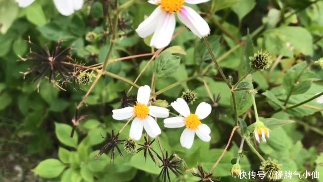 这种被称为“鬼针草”的野草，农民非常讨厌它，不知浑身都是宝